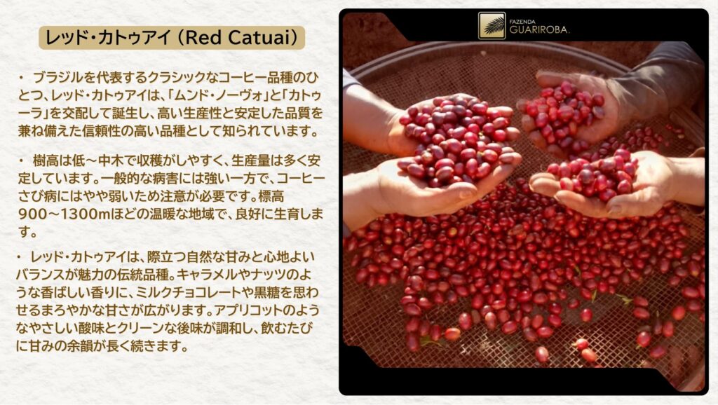 Red Catuai （レッド・カトゥアイ）