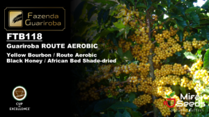 FTB118 ROUTE AEROBIC / BOURBON  10kg