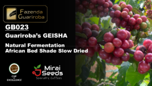 【24/25 CROP】GB-023 GEISHA / NATURAL ANAEROBIC FERMENTATION 46HR / SHADE DRIED / 12kg